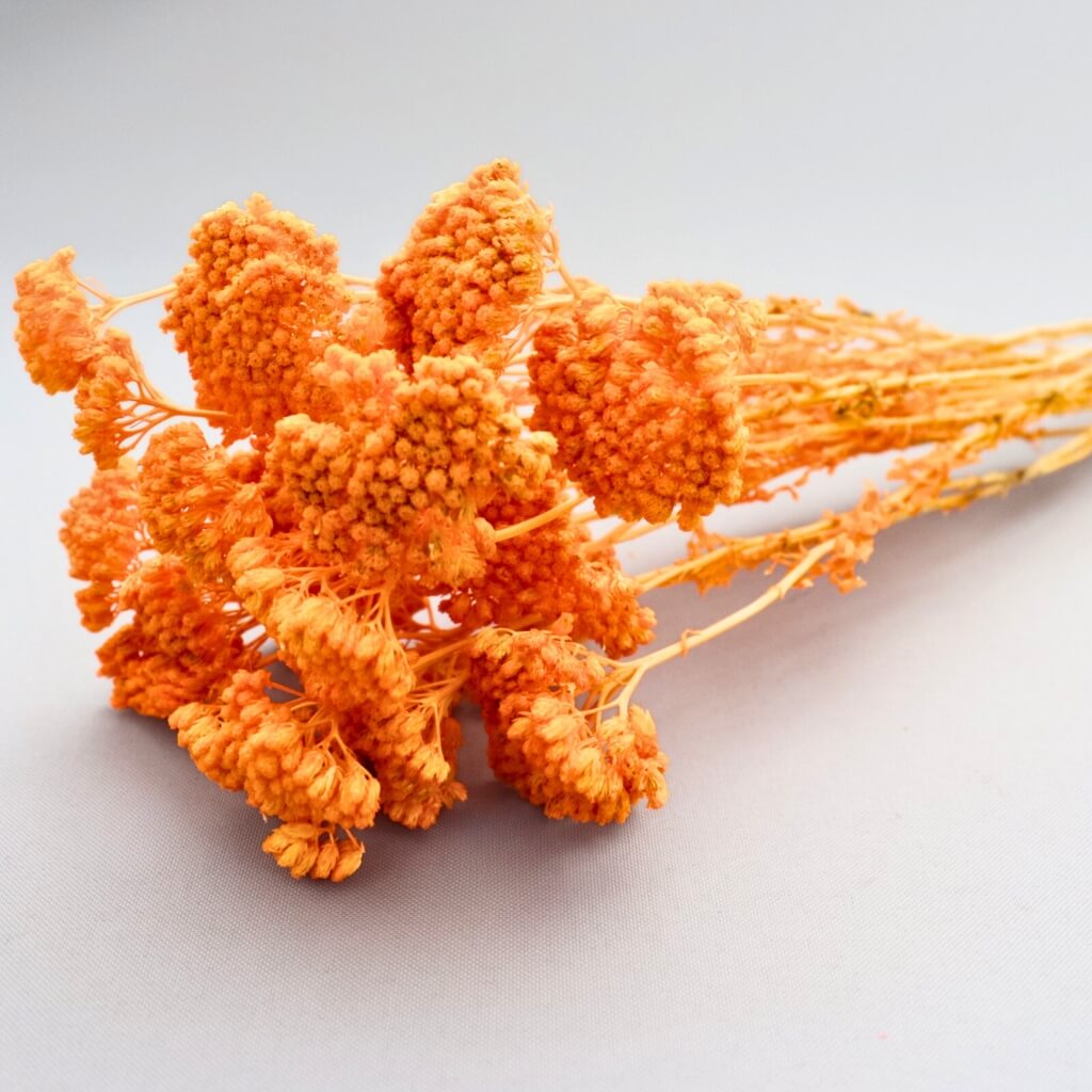 Sušená Achillea (Řebříček) v odstínu albicocca - detailní pohled